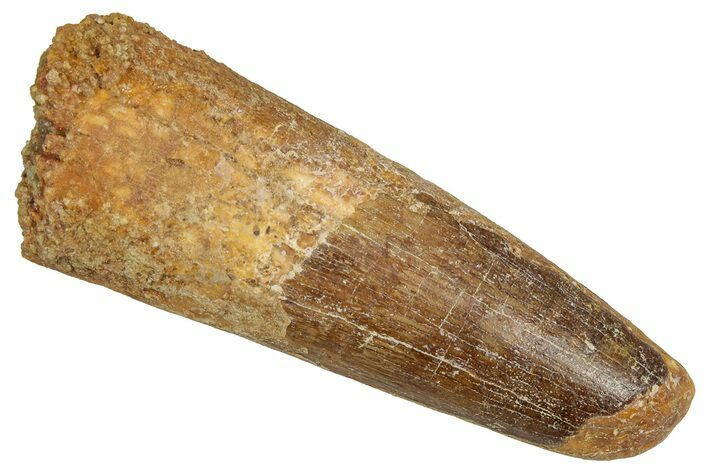Fossil Spinosaurus Tooth - Feeding Worn Tip #356811